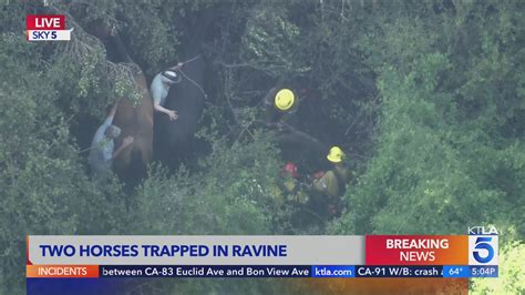 LIVE: Crews rescuing horses trapped in Palos Verdes